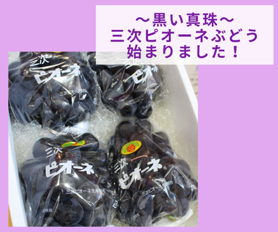 【ご案内】三次ピオーネぶどう販売開始