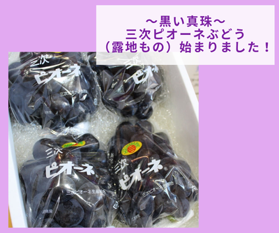 【ご案内】三次ピオーネぶどう（露地もの）販売開始